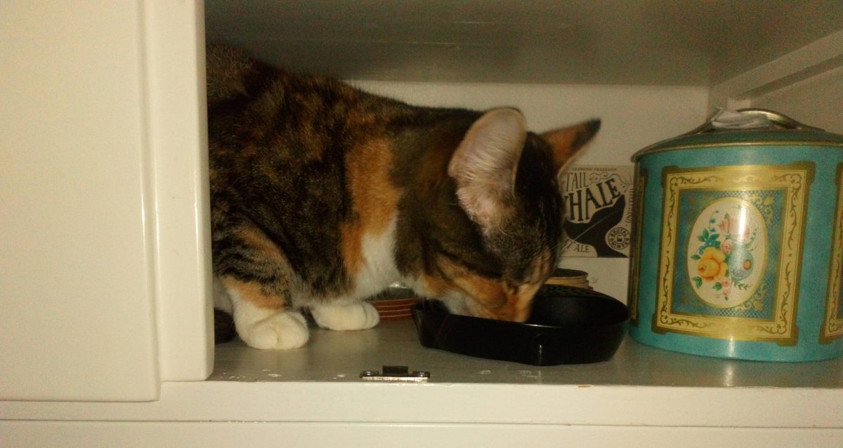 My calico girl Mushanga eating in the kitchen cupboard