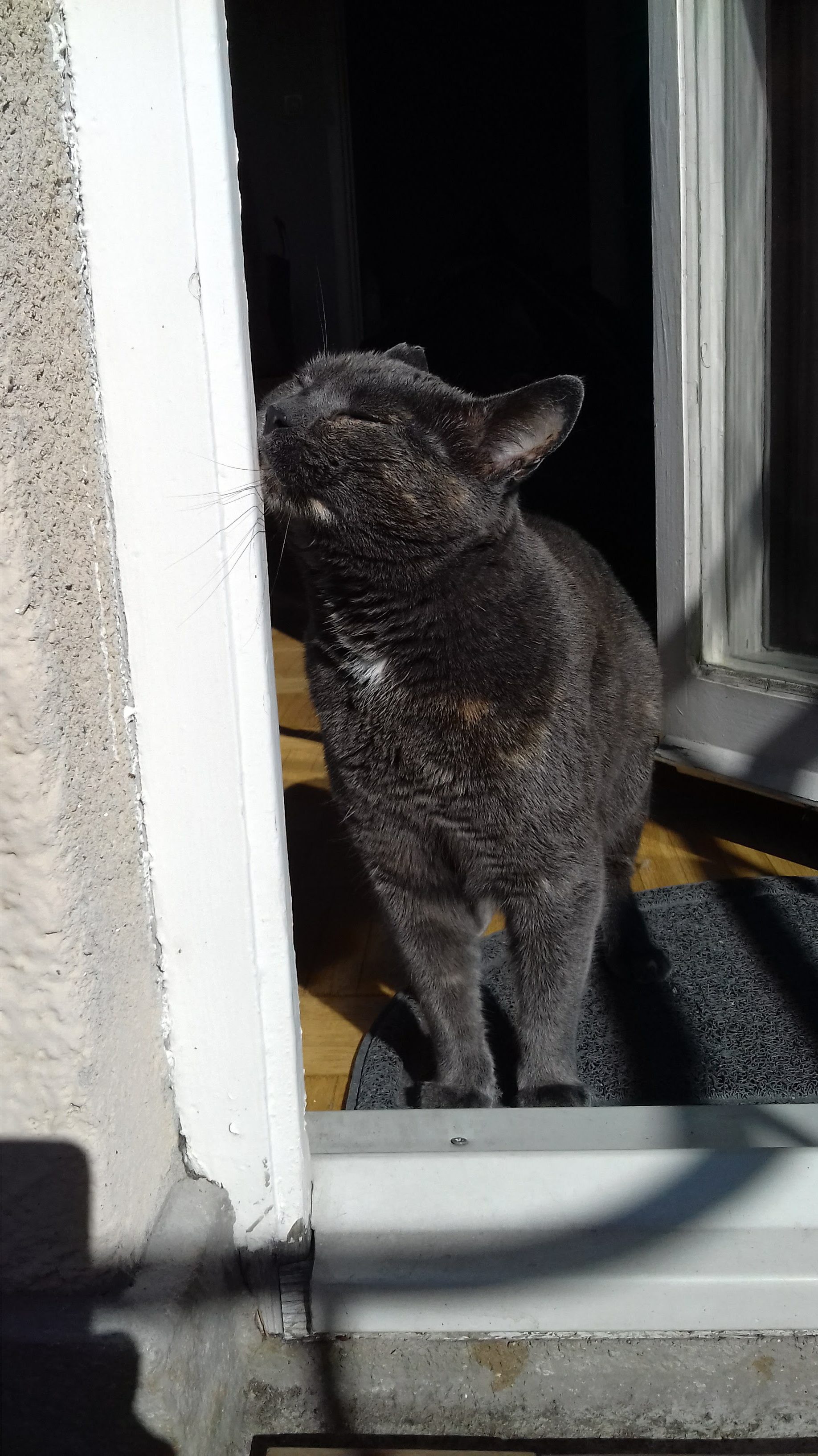 My blue tortie Arizona sunbathing on the balcony