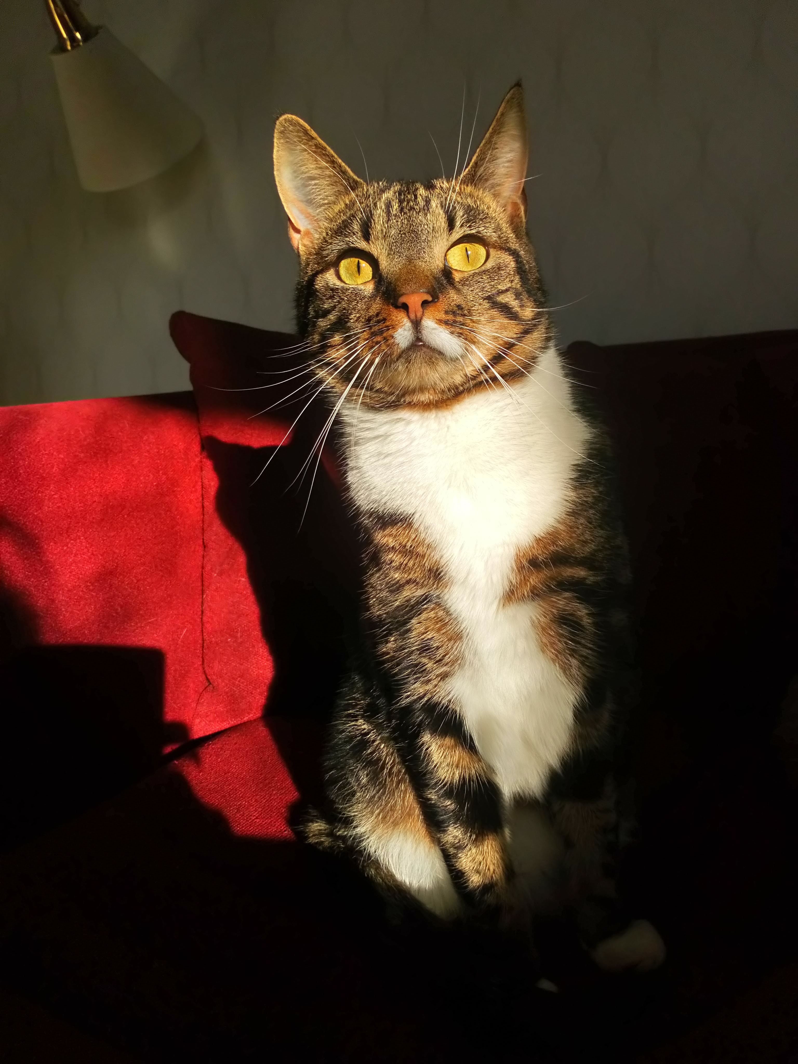 My tabby boy Miles sitting on our red sofa