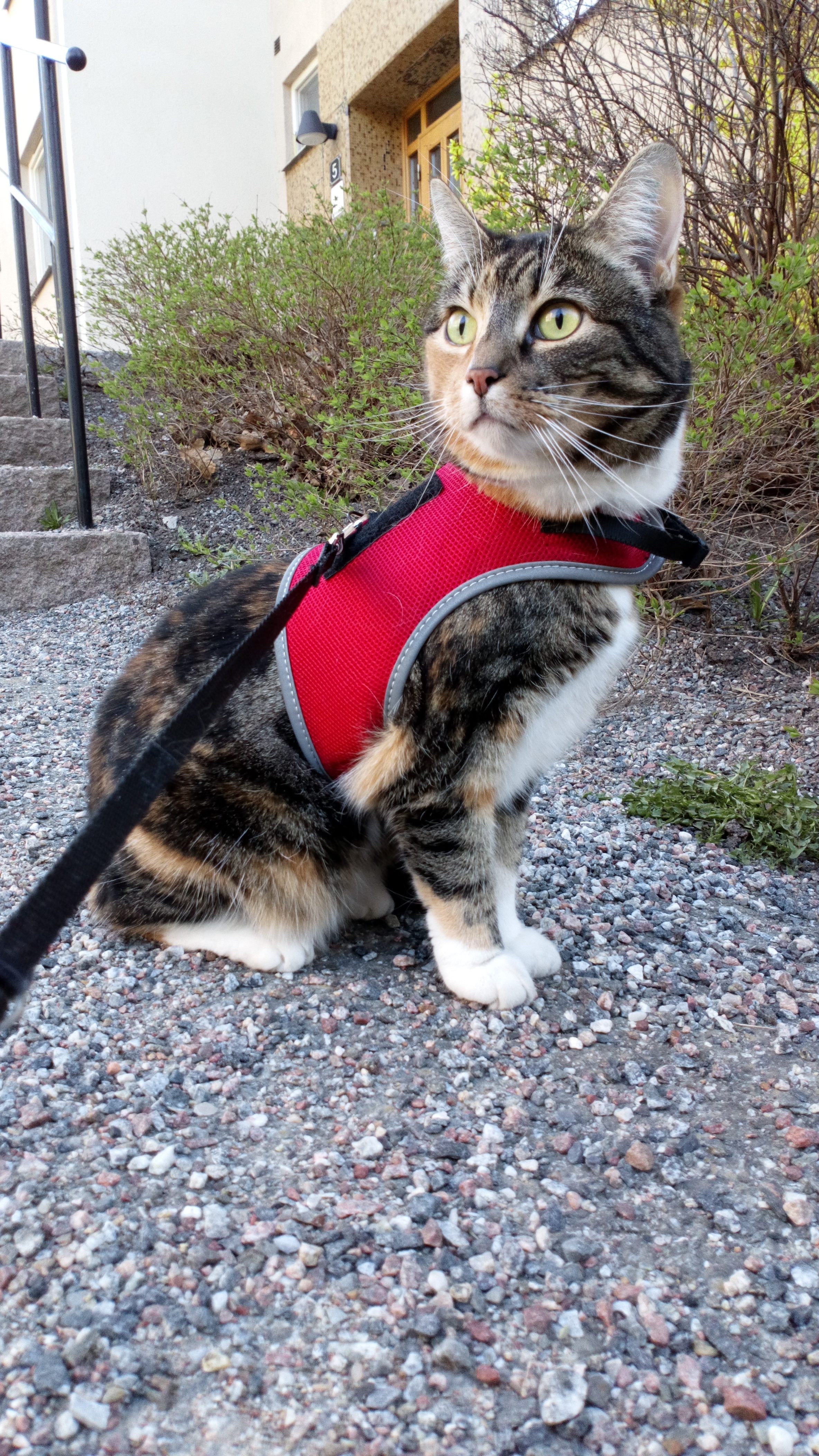 Mushanga showing off her red harness from Trixie